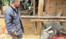 Lào Cai: Một đàn trâu bị sét đánh chết trong đêm