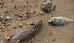 Tiến hành kiểm tra khu xử lý chất thải Formosa ngày 26/4