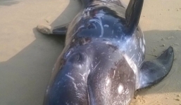 Cá voi nặng 100kg chết bất thường dạt vào bờ biển miền Trung