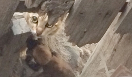 Bình Thuận: Xôn xao thông tin mèo rừng đào hang rồi đẻ ra... chó?