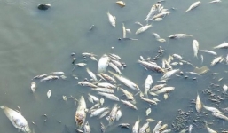 Campuchia cũng báo động vì 65 tấn cá chết