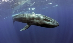 Cận cảnh loài cá voi xanh khổng lồ nặng 170 tấn, dài 32m