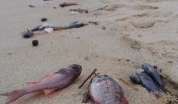 Hiện tượng cá chết hàng loạt có thể tái diễn