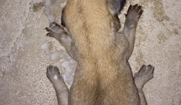 Sự thật thông tin mèo rừng vào nhà dân đào hang rồi đẻ ra... chó