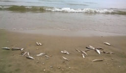 Thủ tướng yêu cầu khẩn trương làm rõ nguyên nhân cá chết bất thường