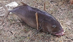 Cá vẩu nặng 35kg chết dạt vào bờ biển Thừa Thiên Huế