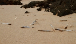 'Chọn tôm cá hoặc nhà máy thép' là ngang ngược, không chấp nhận được