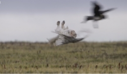 Cú tuyết liều mạng bảo vệ con trước mòng biển, chó sói