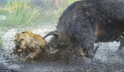Trâu rừng tung cú húc 'trời giáng' và dìm sư tử xuống bùn đến chết