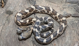 Video rắn hai đầu hiếu chiến nhưng không thể tấn công vì đầu kia không hợp tác