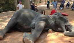 Voi đột quỵ do kiệt sức vì chở khách du lịch