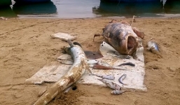 Cá chết hàng loạt ven biển miền Trung: Chiều nay công bố nguyên nhân