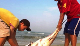 Cá chết trắng ở miền Trung: Vì sao chỉ chết cá tầng đáy?