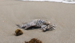 Chi cục Thủy sản Đà Nẵng: “Cá chết ở Đà Nẵng chưa có gì bất thường”