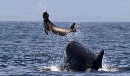 Hải cẩu 2 tấn bị cá voi sát thủ hất lên trời rồi ăn thịt