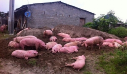 Lợn chết giá siêu rẻ tuồn từ biên giới Trung Quốc về Hà Nội