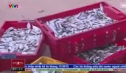 Người dân vẫn công khai bán cá chết tại biển ở Hà Tĩnh