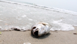 Phát hiện cá chết dạt vào bờ biển Đà Nẵng