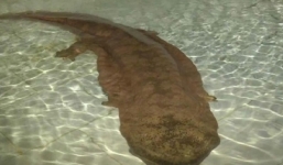 Nhà hàng Trung Quốc bị phạt gần 2 tỷ vì hét giá 17 triệu/đĩa kỳ nhông