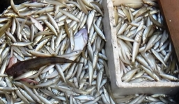 Quảng Bình: Bắt xe đông lạnh thu gom gần 1 tấn cá chết đi tiêu thụ