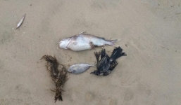 Chim trời ở Quảng Bình 'biến mất' bất thường