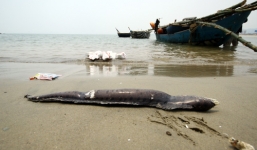 Cá chết trôi dạt vào bờ, biển Đà Nẵng có tắm được không?