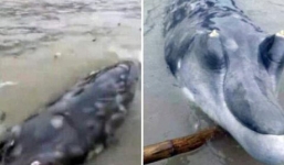 Phát hiện sinh vật biển kì lạ mõm giống cá sấu ở Trung Quốc