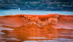 Thủy triều đỏ khiến cá chết hàng loạt là gì?