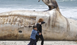 Video: Xác cá voi 30 tấn dạt vào khu nghỉ mát ở Mỹ