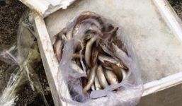 Xe khách giường nằm chở 500 kg cá chết từ Quảng Trị vào TP.HCM tiêu thụ