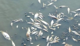 Campuchia dùng lục bình chặn đứng nạn cá chết hàng loạt tại hồ bảo tồn