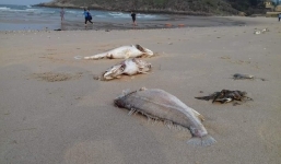 Thủ tướng yêu cầu Bộ Công an thu thập chứng cứ vụ cá chết