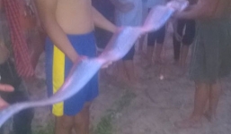 Cá hố khổng lồ dài 3 m dạt vào bờ biển Phan Thiết