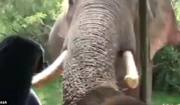 Video voi đói đâm ngà xuyên thủng xe ô tô tìm thức ăn