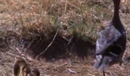 Vịt mẹ thông minh, đánh lạc hướng linh cẩu để cứu đàn con