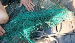 Cá sấu nặng hơn nửa tạ trên sông Soài Rạp