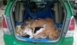Cẩu tặc thuê taxi chở chó trộm được đi bán