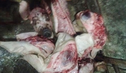 Thu mua, gom thịt lợn chết để chế biến bán ra thị trường