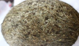 Thực hư 'quả trứng vàng' trong bụng lợn ở Hà Nội có giá hàng tỷ đồng