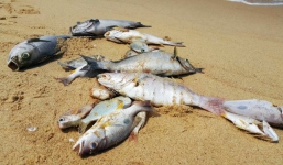 Chuyên gia nước ngoài vào Vũng Áng tìm nguyên nhân cá chết