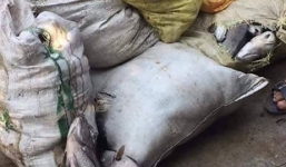 Cá biển tiếp tục chết hàng loạt tại Thừa Thiên Huế