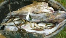 Thanh Hóa: Cá sông bất ngờ chết hàng loạt, nước sông chuyển màu xanh đục