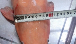 Câu được cá trê 'khủng' màu hồng phấn ở Sài Gòn