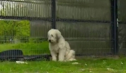 Chủ nhân qua đời 5 năm, chó vẫn đứng canh cổng hàng đêm