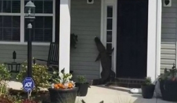 Hãi hùng cảnh cá sấu lên bờ 'gõ cửa' nhà dân