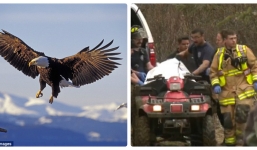 Máy bay đâm trúng đại bàng khiến 4 người thiệt mạng