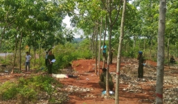 Thi thể nam thanh niên với hàng chục vết đâm trong lô cao su