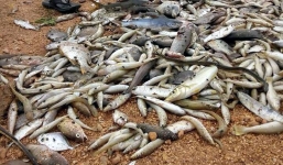 Cách nhận diện các loại cá cách bờ 20 hải lý