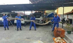 Hoảng hốt với trăn khủng dài 4m, nặng hơn 100kg cùng 90 quả trứng