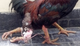 Lạ kì gà 4 chân xuất hiện tại Hà Nội